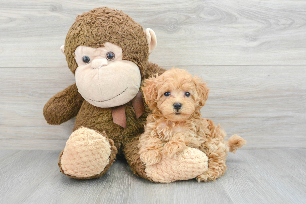 Little Maltese Poodle Poodle Mix Puppy