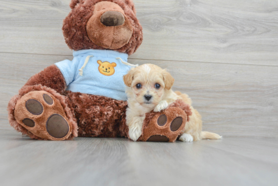 Friendly Maltipoo Baby