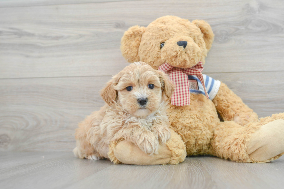 Funny Maltipoo Poodle Mix Pup