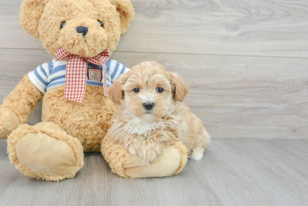 Little Maltese Poodle Poodle Mix Puppy