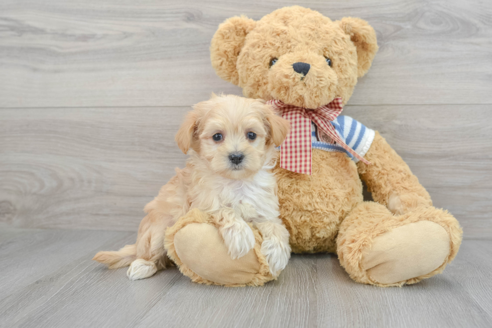 Maltipoo Pup Being Cute