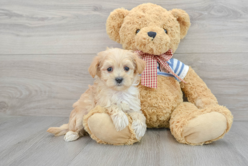 Meet Gracie - our Maltipoo Puppy Photo 1/3 - Premier Pups