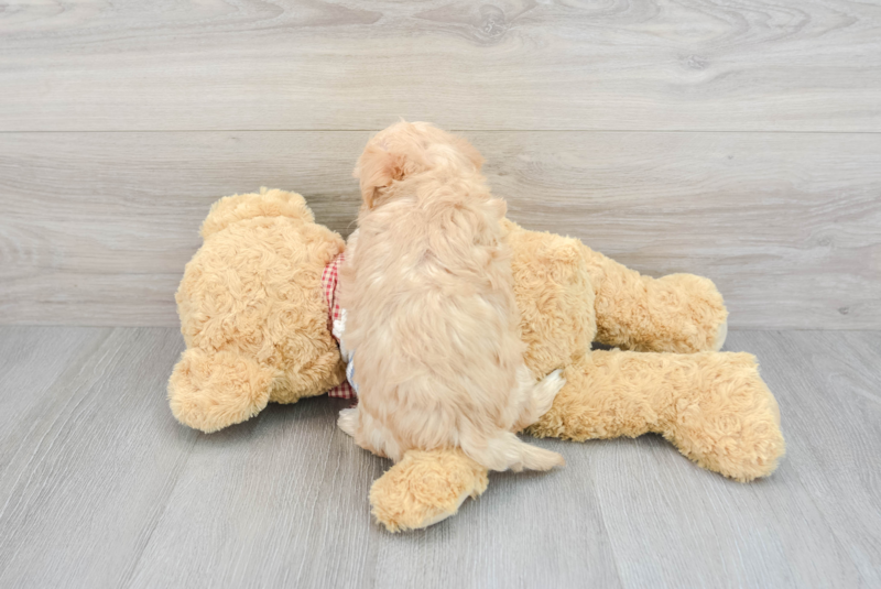 Meet Gracie - our Maltipoo Puppy Photo 2/3 - Premier Pups