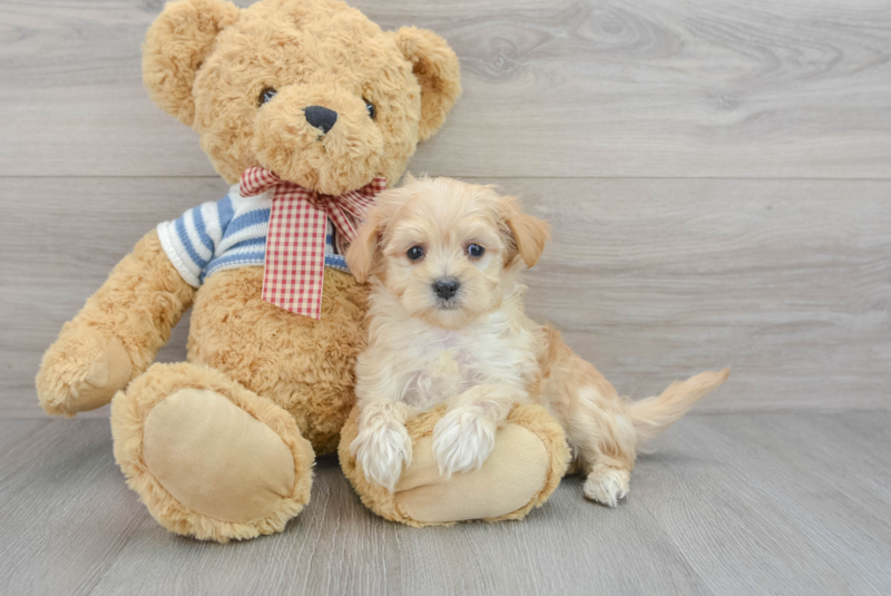 Meet Gracie - our Maltipoo Puppy Photo 3/3 - Premier Pups