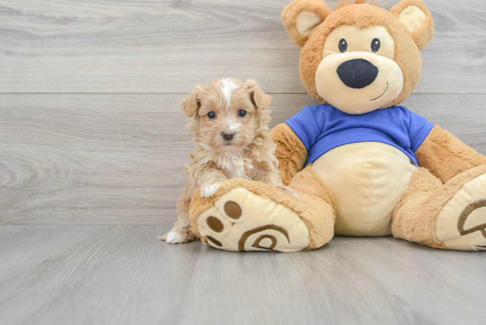 Maltipoo Pup Being Cute