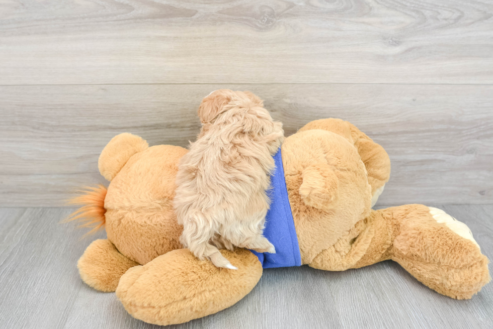 Maltipoo Pup Being Cute