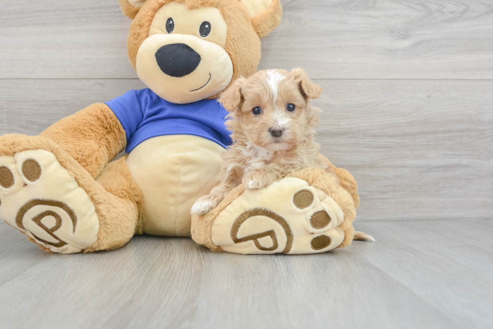 Maltipoo Pup Being Cute