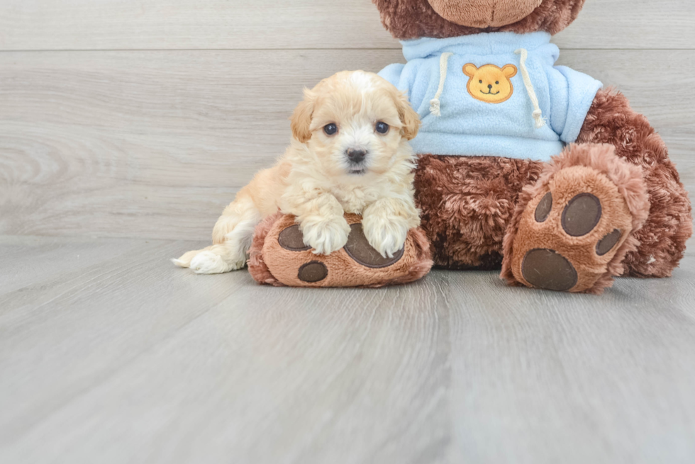 Best Maltipoo Baby