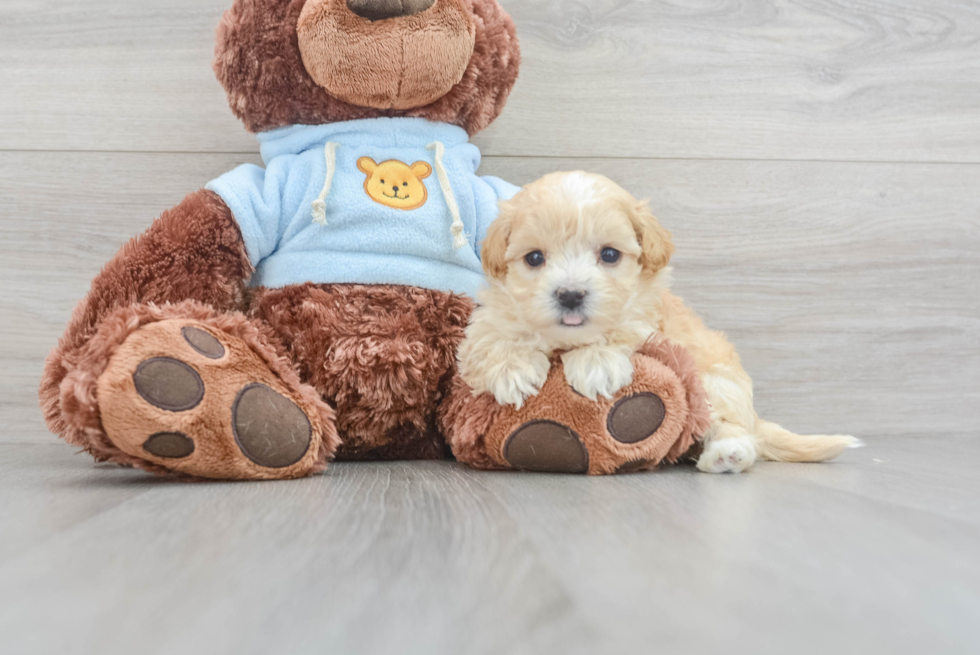 Adorable Maltese Poodle Poodle Mix Puppy