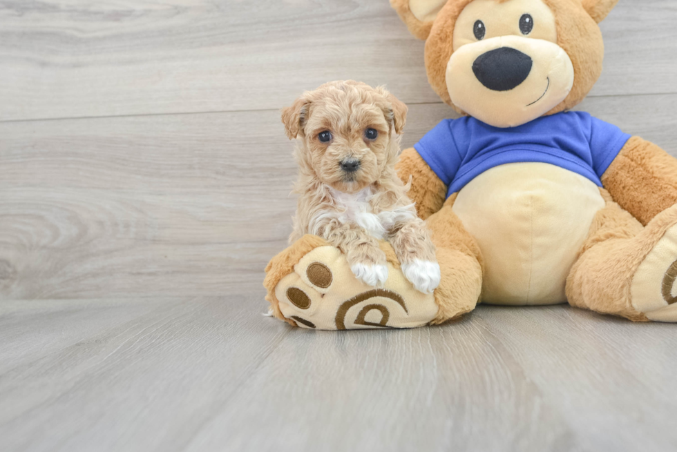 Adorable Maltepoo Poodle Mix Puppy