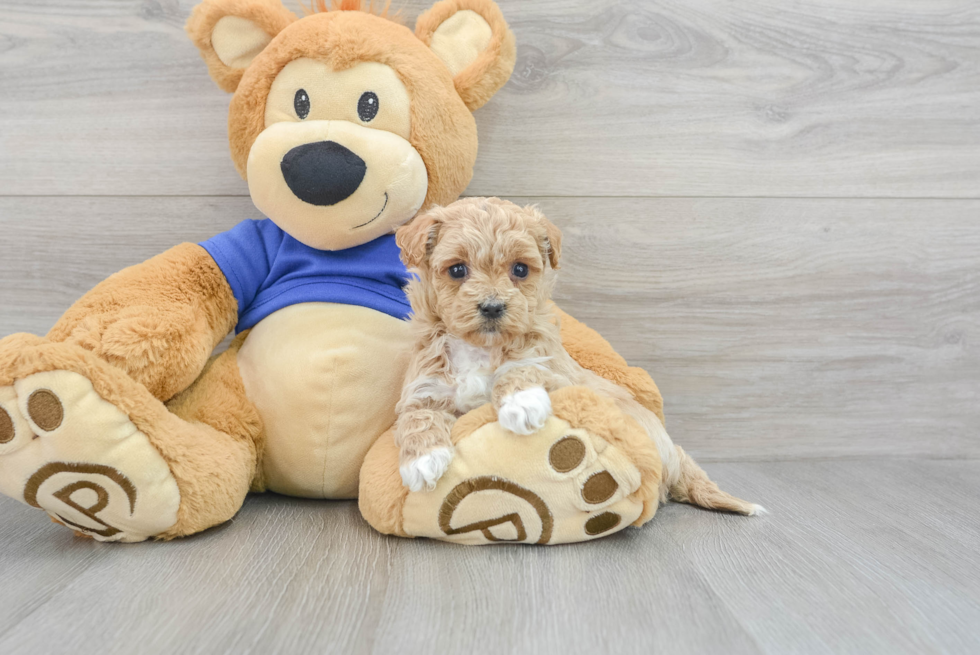 Maltipoo Pup Being Cute