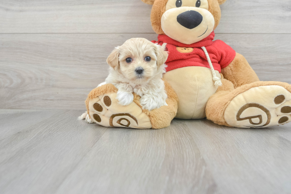 Adorable Maltepoo Poodle Mix Puppy