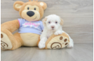 Petite Maltipoo Poodle Mix Pup