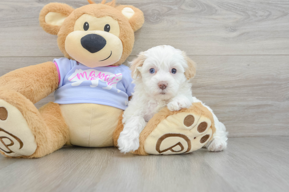 5 week old Maltipoo Puppy For Sale - Premier Pups