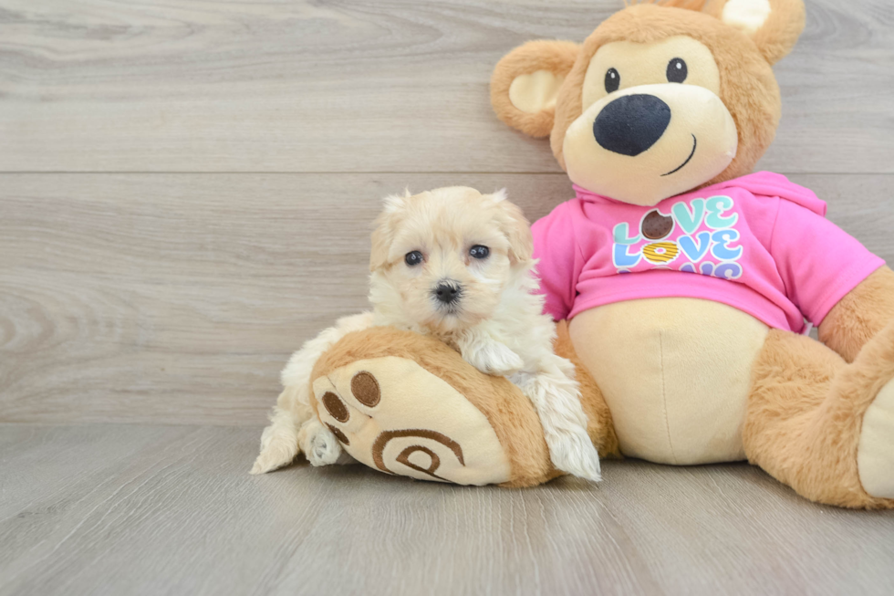 Fluffy Maltipoo Poodle Mix Pup