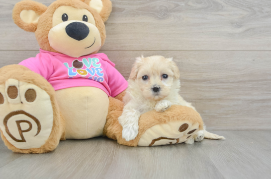 Maltipoo Pup Being Cute