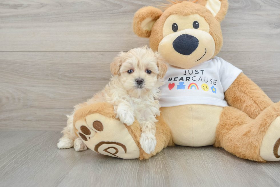 Funny Maltipoo Poodle Mix Pup