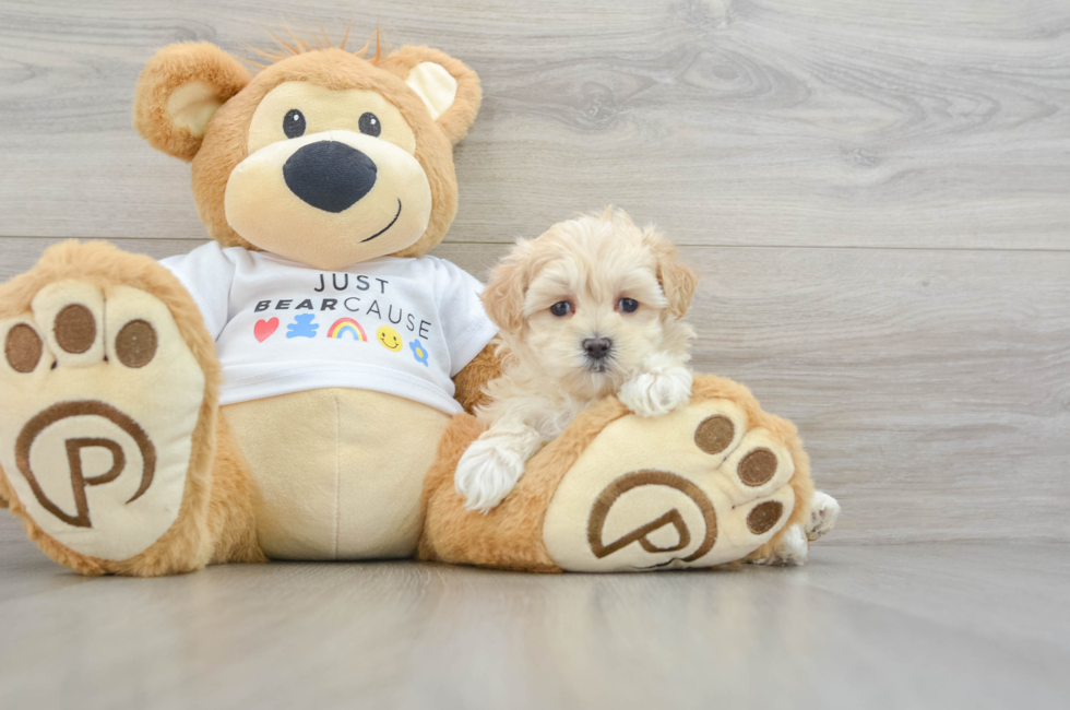 6 week old Maltipoo Puppy For Sale - Premier Pups