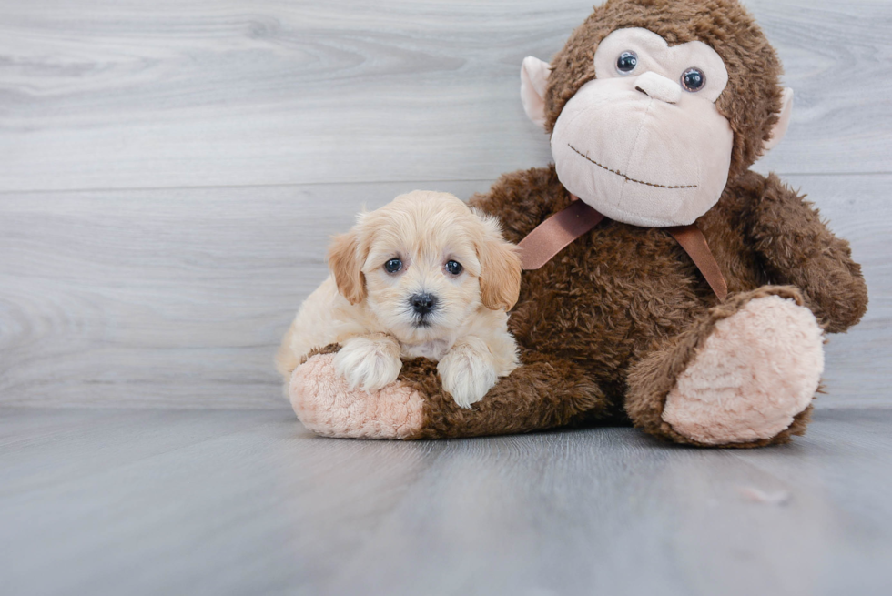 Maltipoo Pup Being Cute