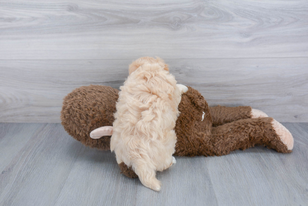 Little Maltepoo Poodle Mix Puppy