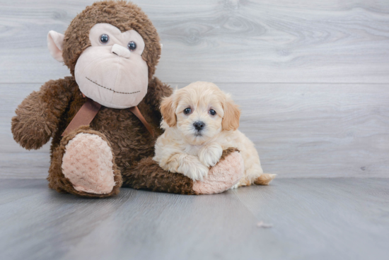 Maltipoo Puppy for Adoption