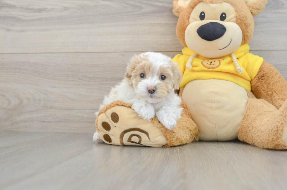 5 week old Maltipoo Puppy For Sale - Premier Pups