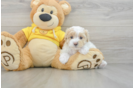 Sweet Maltipoo Baby