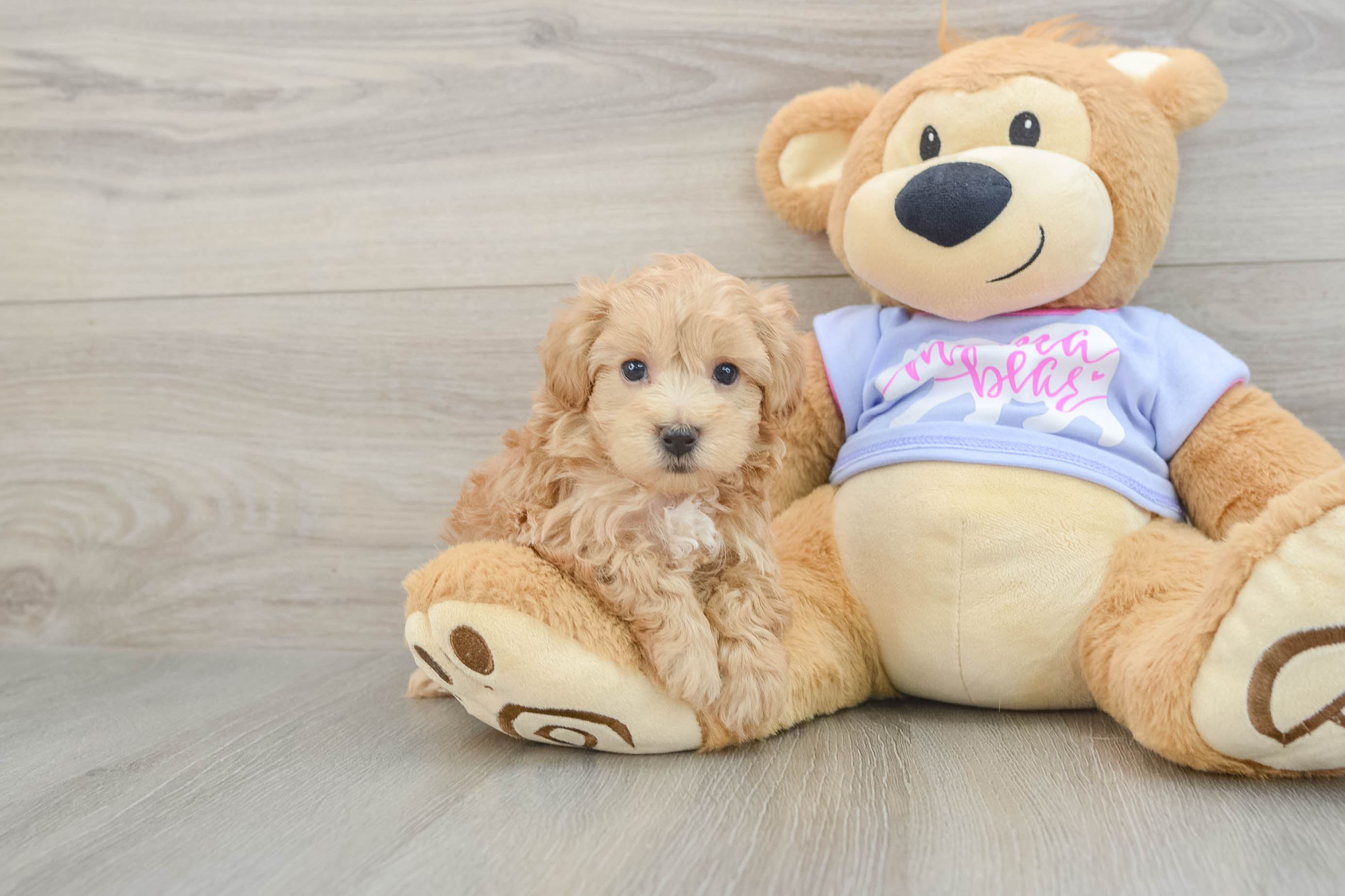 Friendly Maltipoo Baby