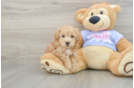 Friendly Maltipoo Baby