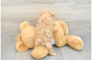Maltipoo Puppy for Adoption