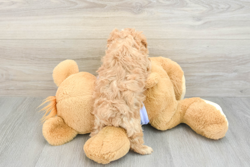 Maltipoo Puppy for Adoption