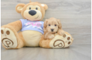 Maltipoo Pup Being Cute