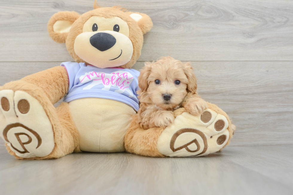 Maltipoo Pup Being Cute