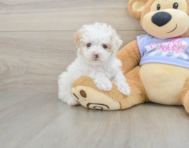 8 week old Maltipoo Puppy For Sale - Premier Pups