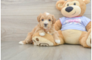 Happy Maltipoo Baby