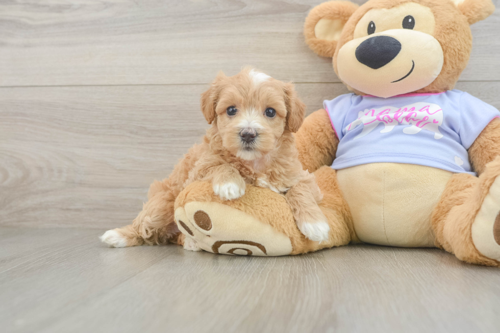 Happy Maltipoo Baby