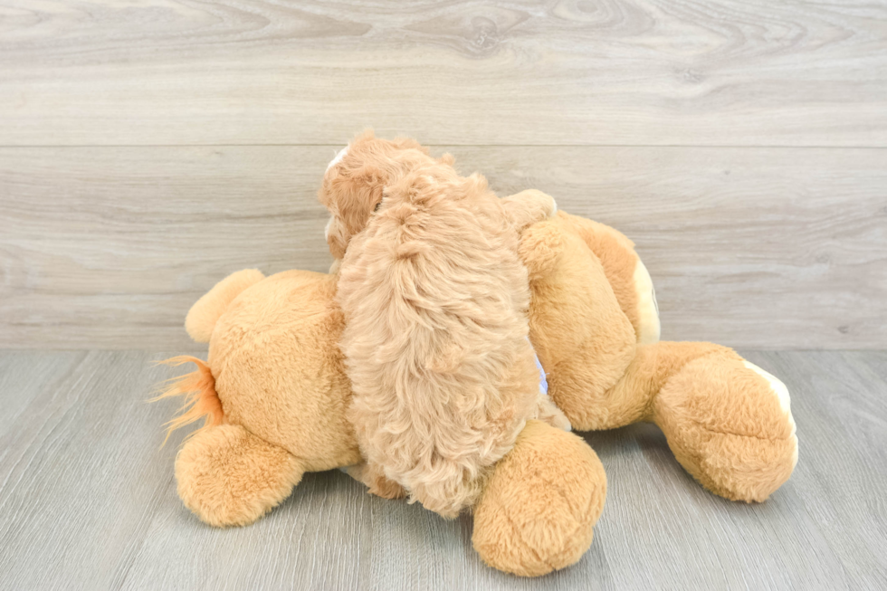Friendly Maltipoo Baby
