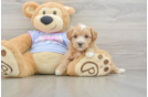 Small Maltipoo Baby