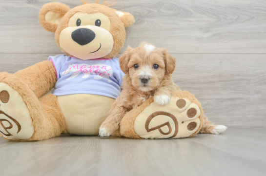 Small Maltipoo Baby
