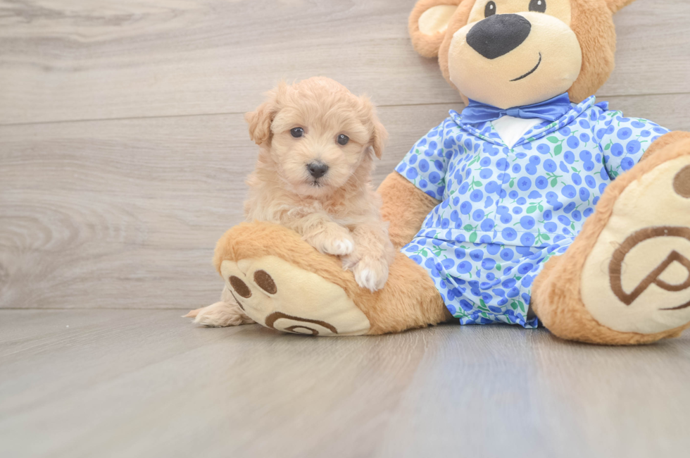 5 week old Maltipoo Puppy For Sale - Premier Pups