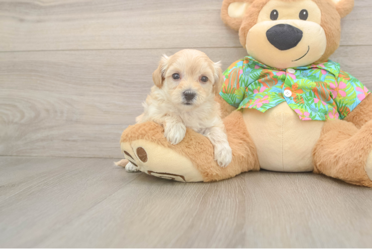 Best Maltipoo Baby