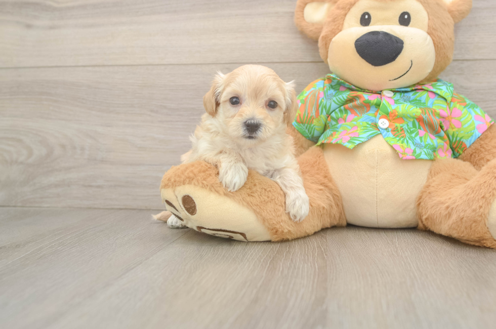 6 week old Maltipoo Puppy For Sale - Premier Pups