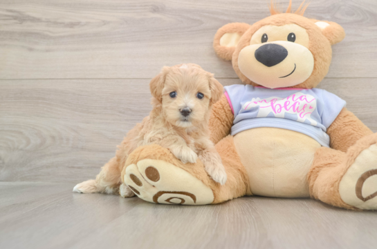 Cute Maltipoo Baby