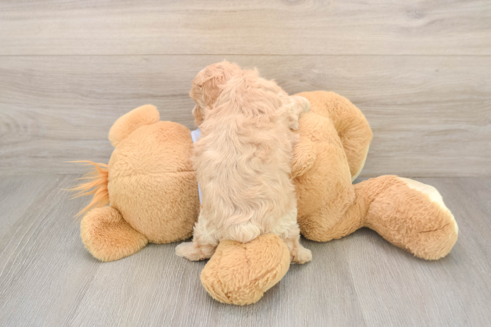Maltipoo Puppy for Adoption