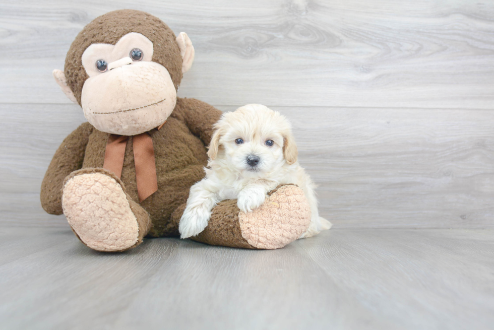 Maltipoo Puppy for Adoption