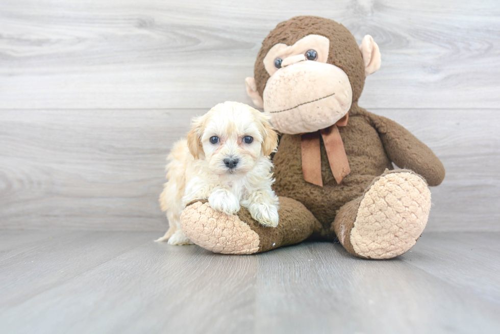 Funny Maltipoo Poodle Mix Pup