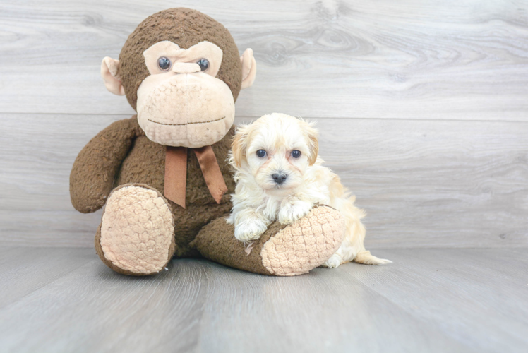 Maltipoo Puppy for Adoption