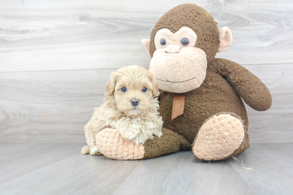 Best Maltipoo Baby