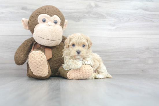 Playful Maltepoo Poodle Mix Puppy