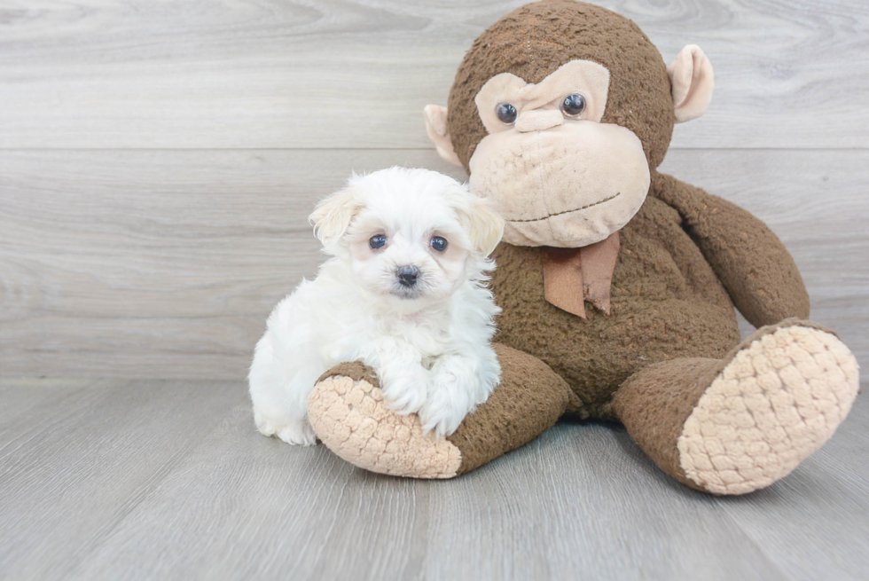 Funny Maltipoo Poodle Mix Pup